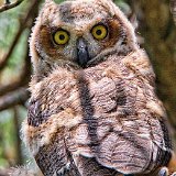 11SB1012 Great-horned Owlet